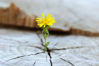 Beautiful flower seedling growing in the center trunk as a concept of new life Emerging flower